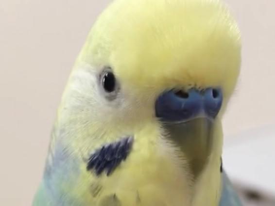 はるちゃん はるちゃん