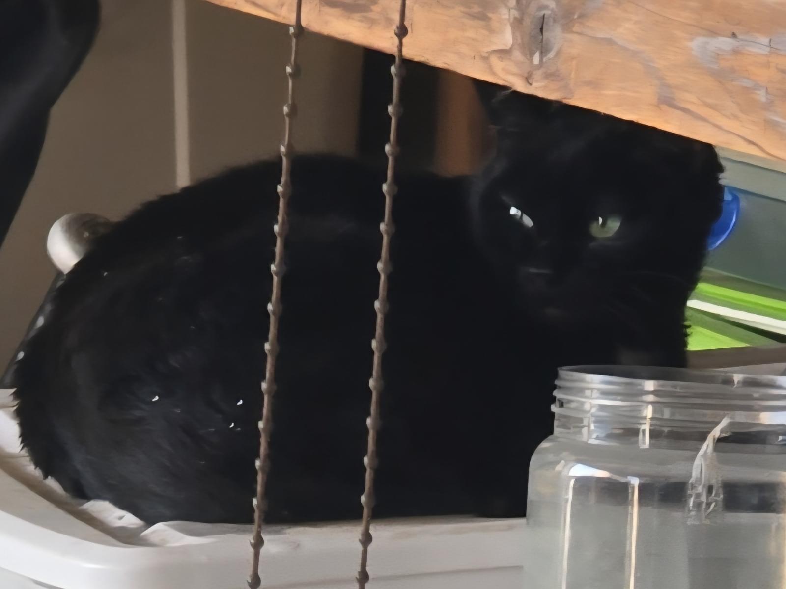 目撃された猫 目撃された猫