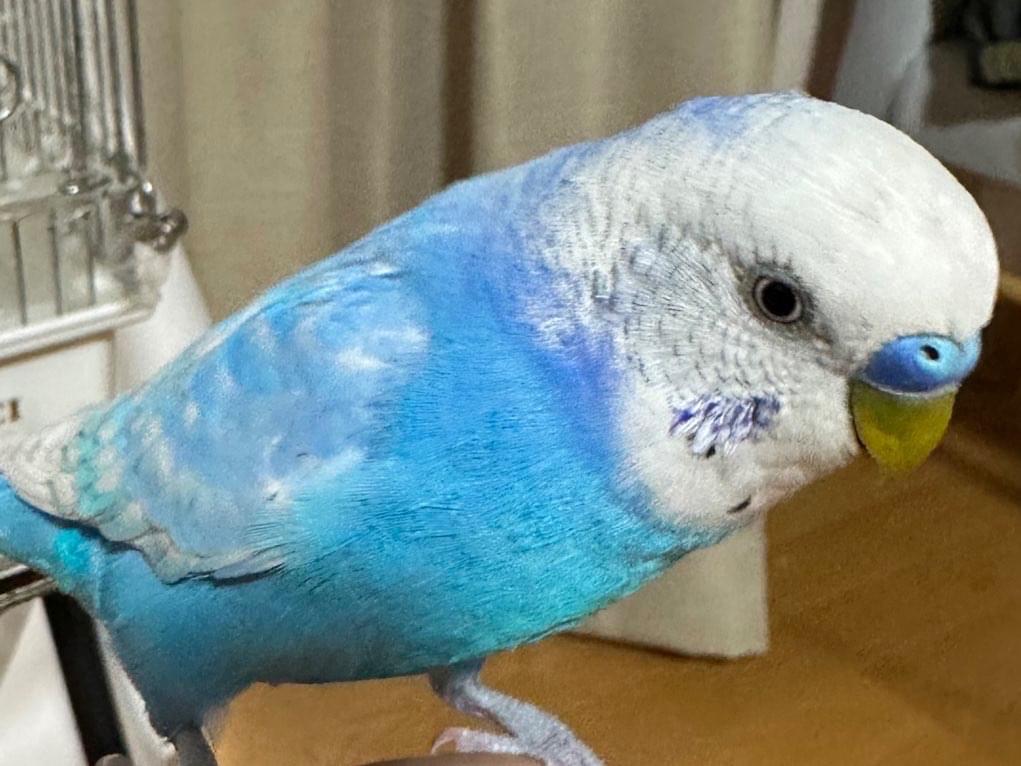 ぴっぴちゃん ぴっぴちゃん