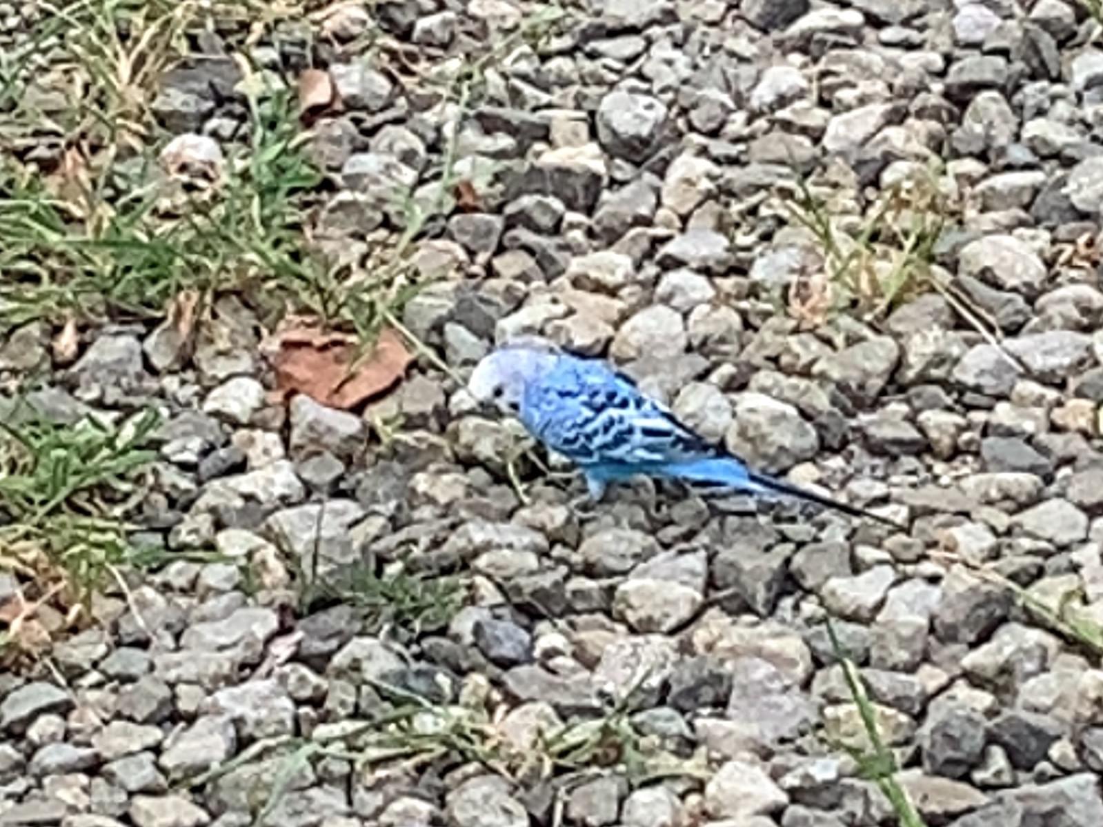 目撃された鳥 目撃された鳥
