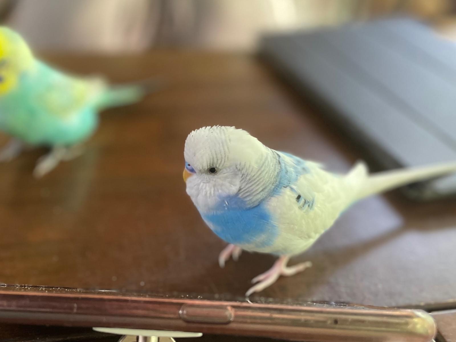 ラムネちゃん ラムネちゃん