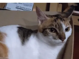 三毛猫