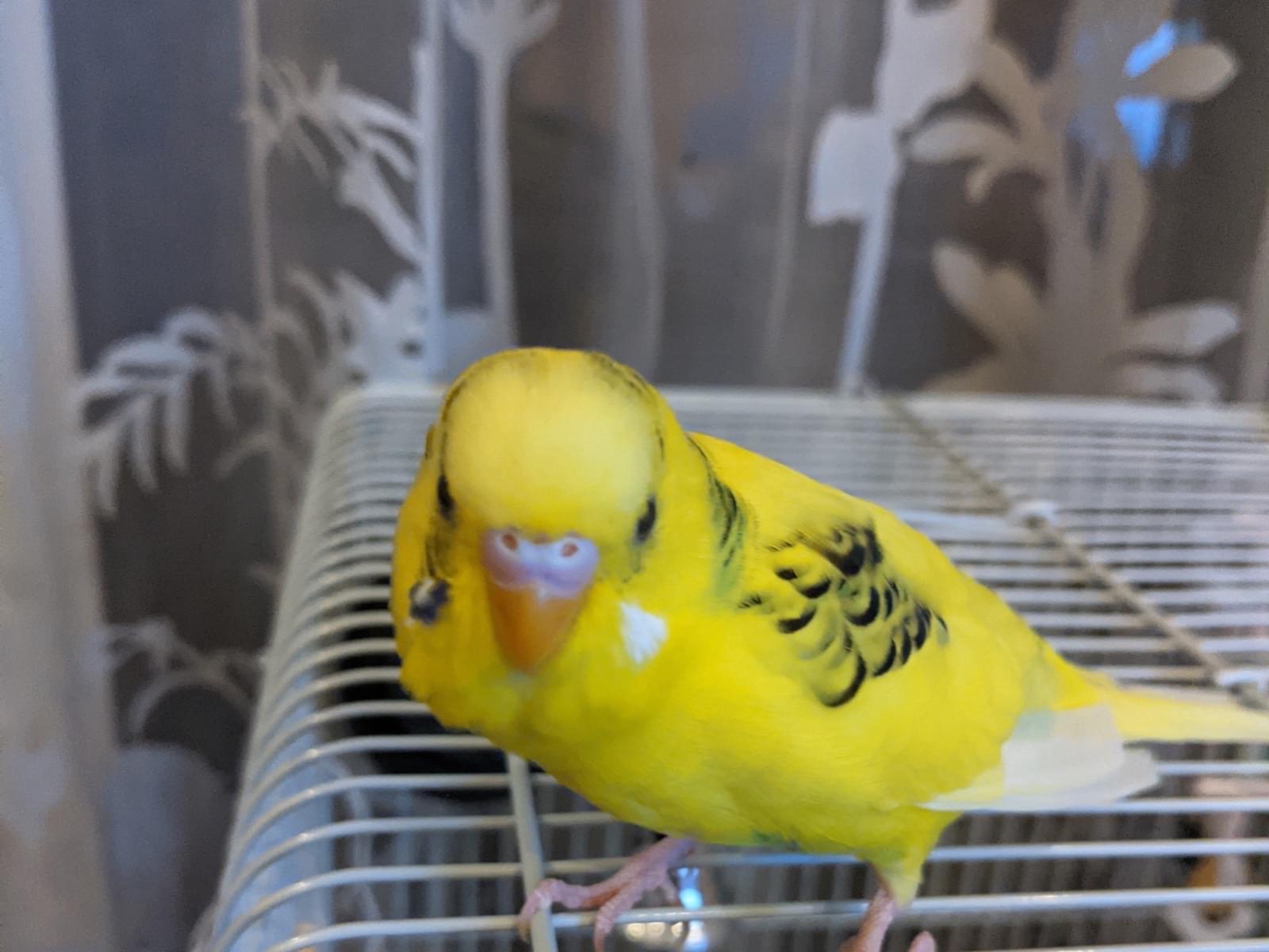 きーちゃん きーちゃん