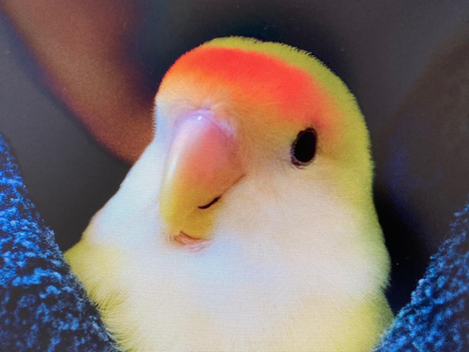 ピーコちゃん ピーコちゃん