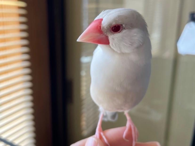 しゃりちゃん しゃりちゃん