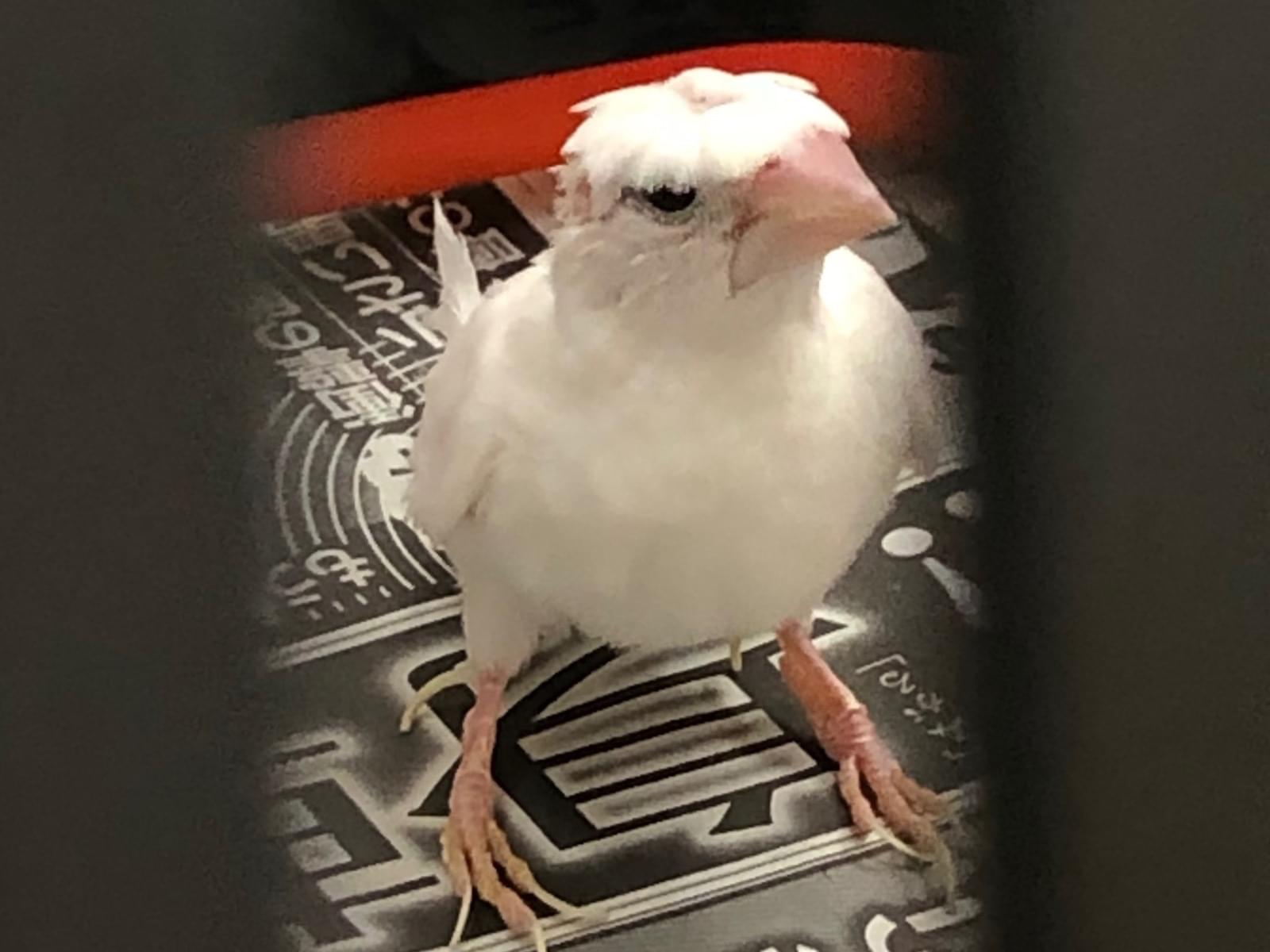 保護された鳥 保護された鳥