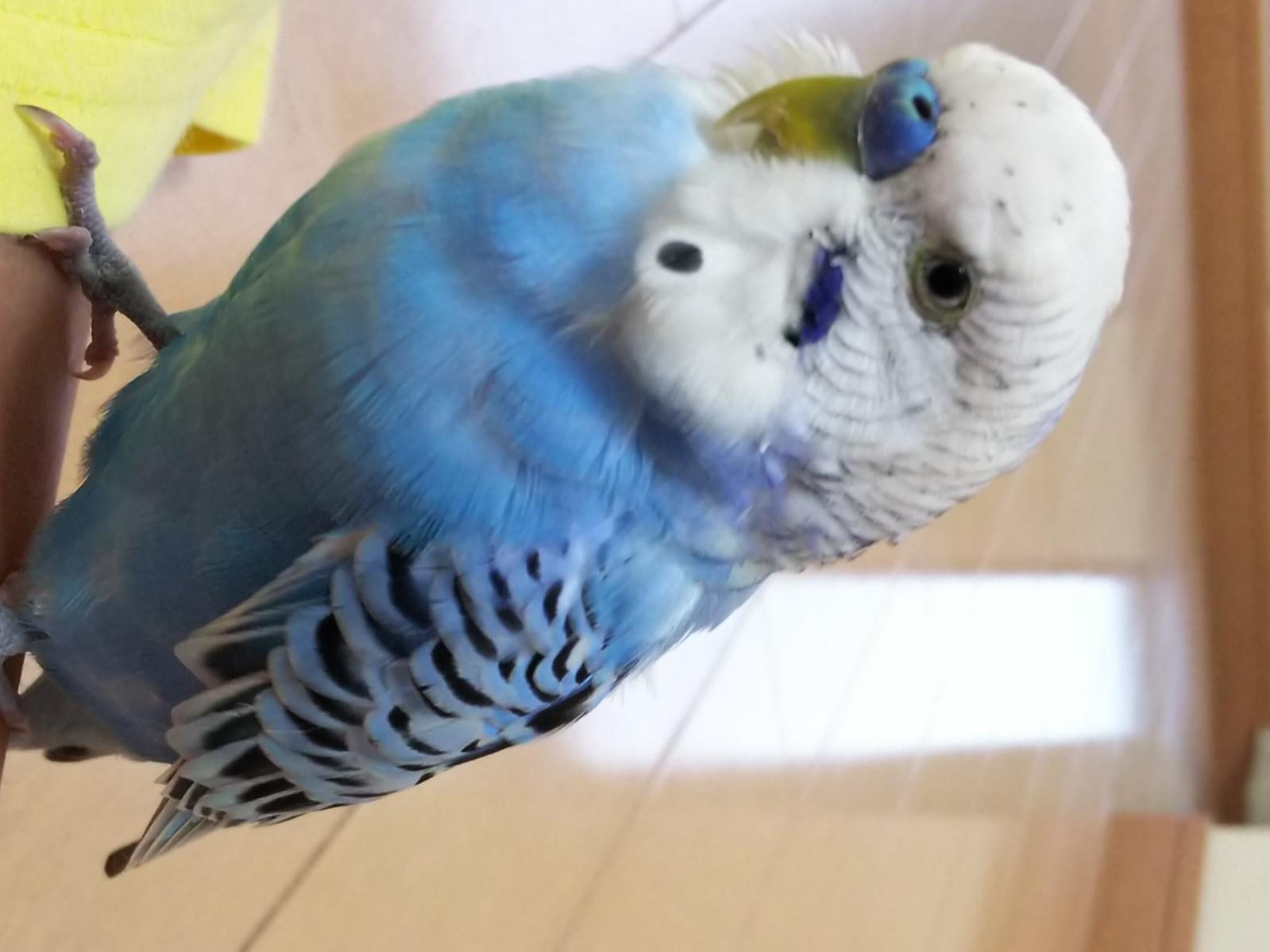 保護された鳥 保護された鳥