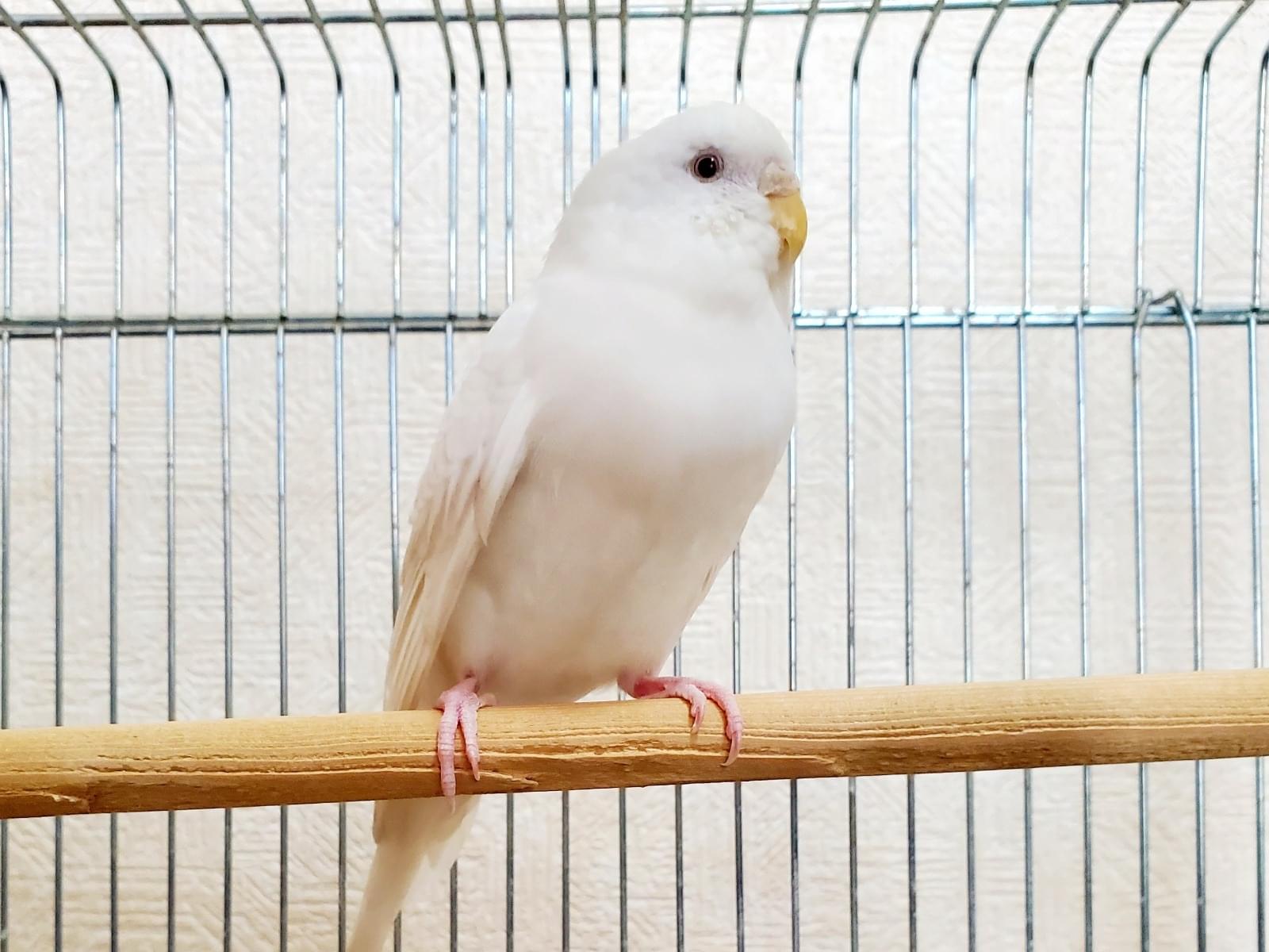 保護された鳥 保護された鳥