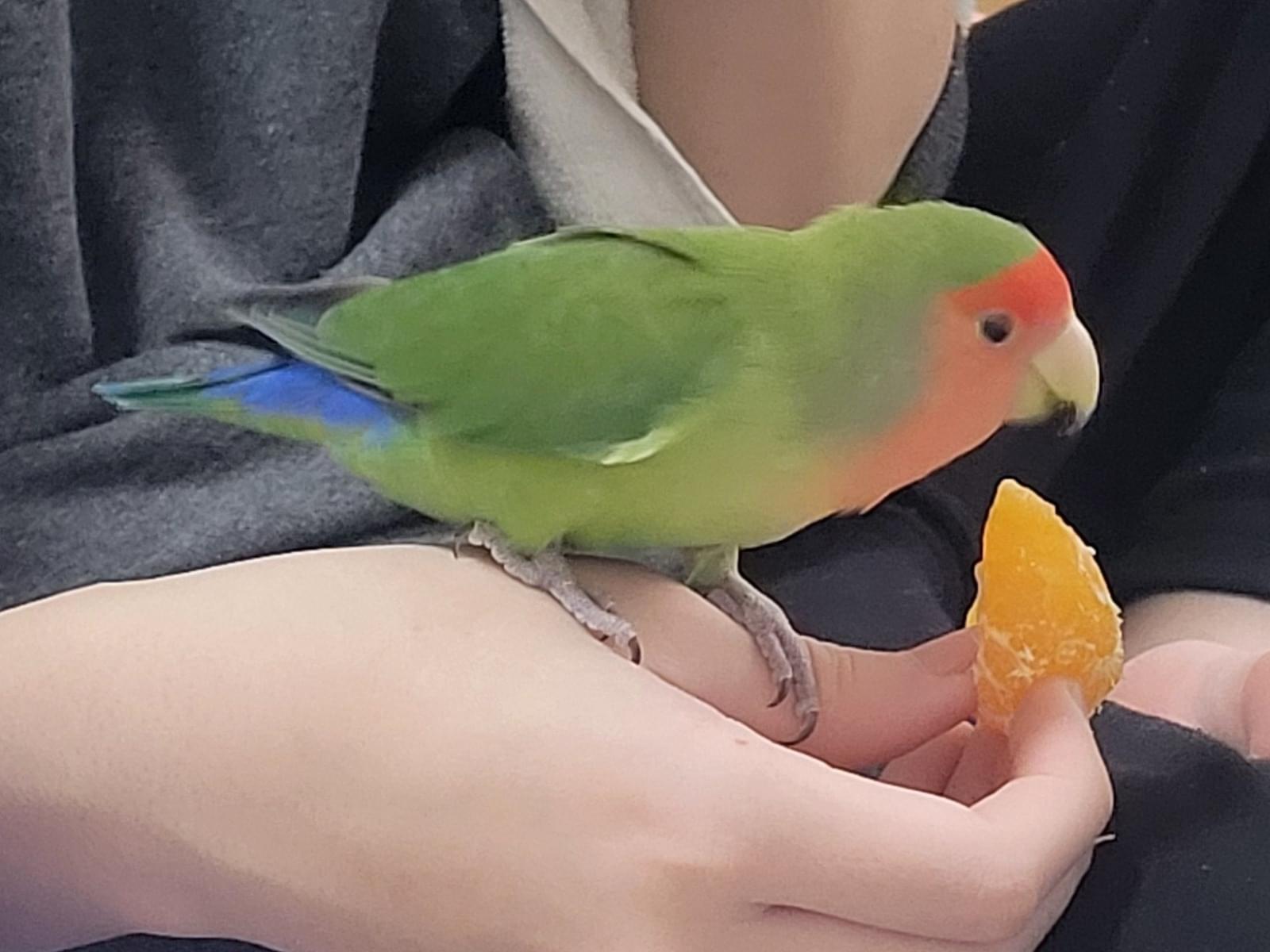 ぐりちゃん ぐりちゃん