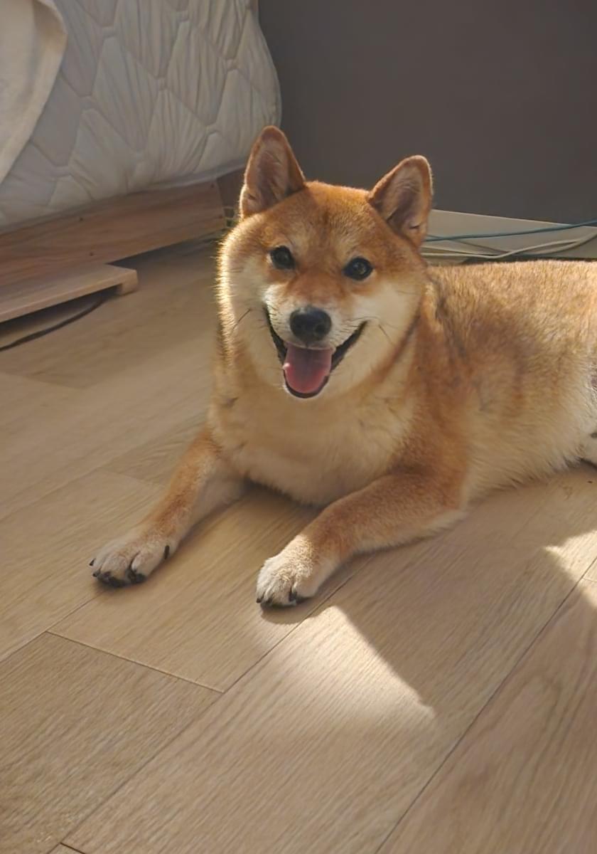 茶色いオスの柴犬を探しております