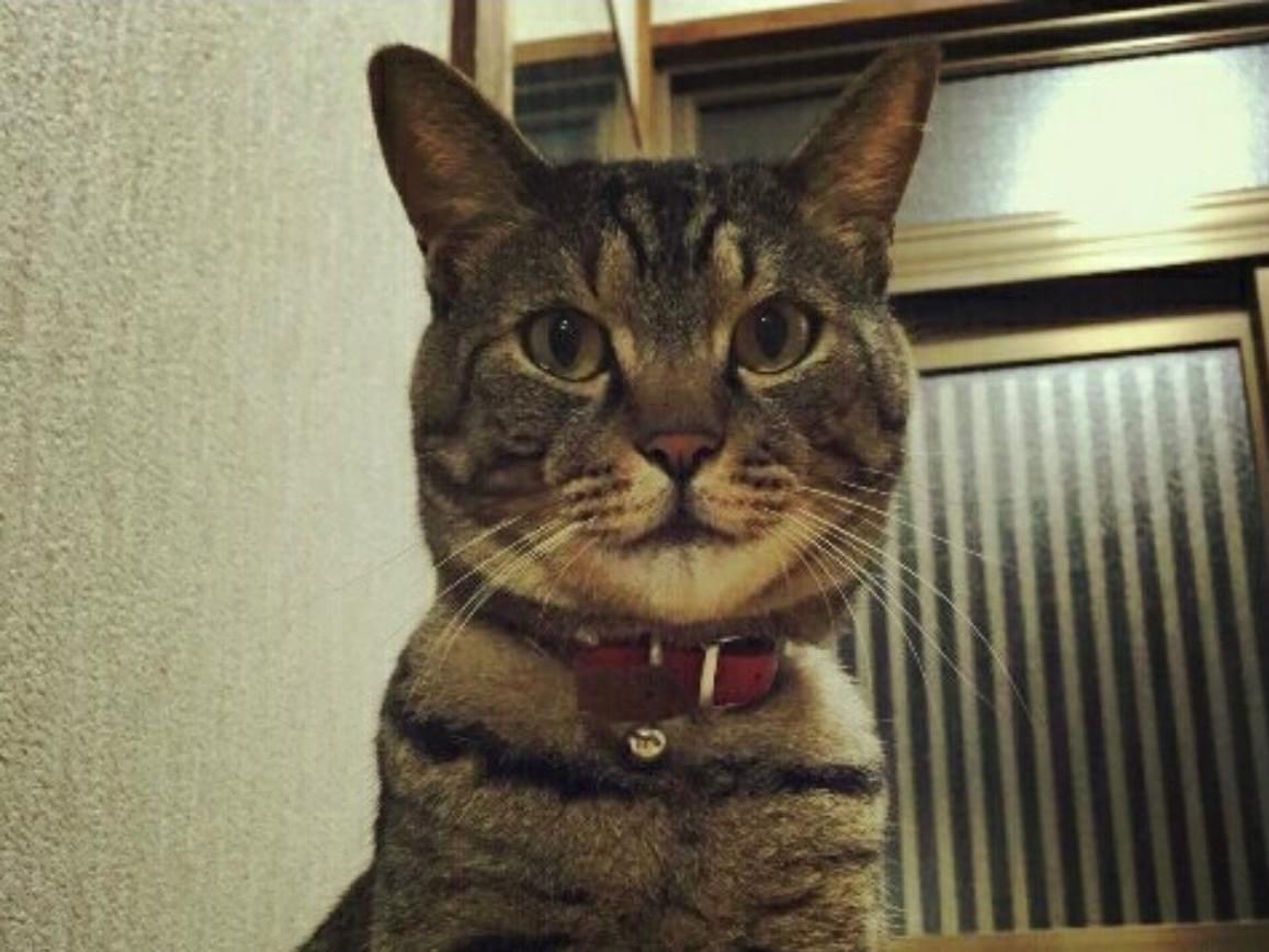保護された猫 保護された猫