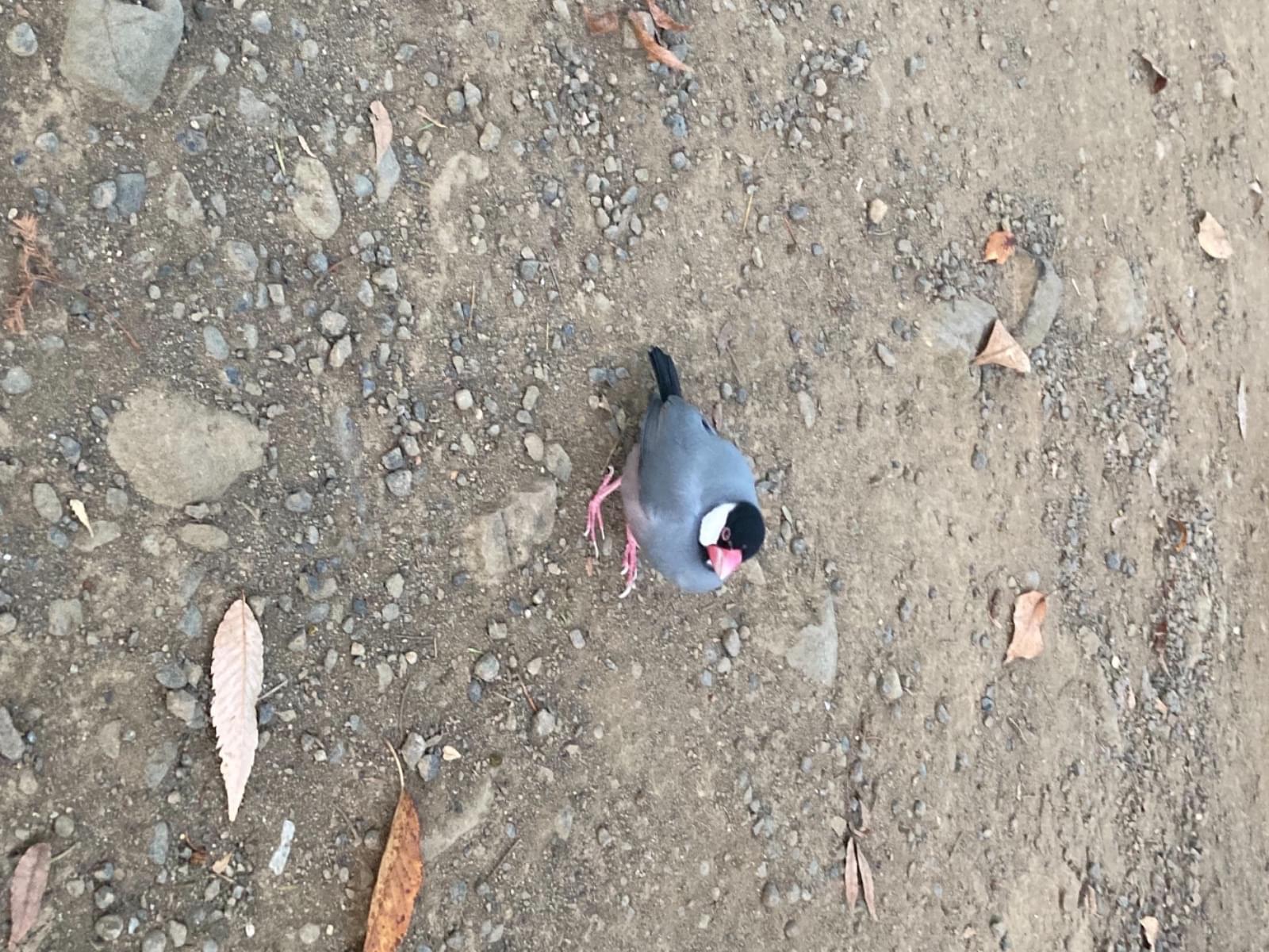 保護された鳥