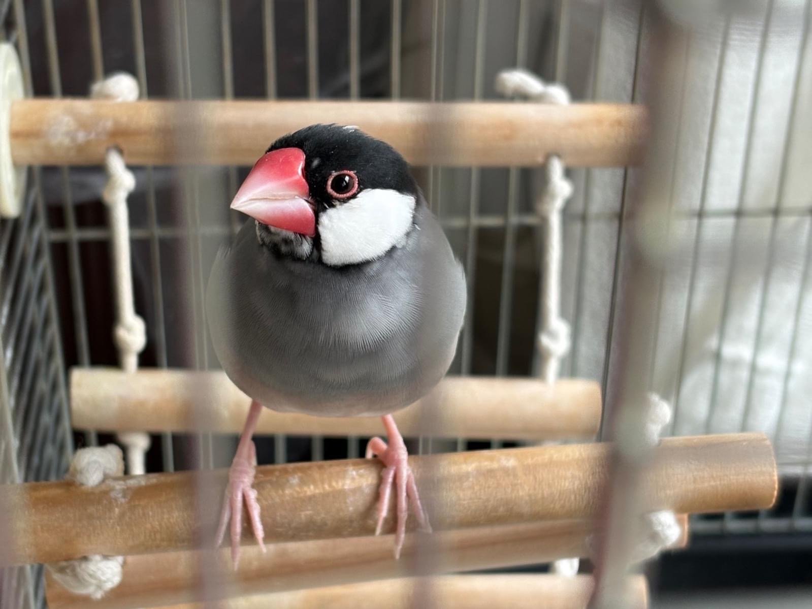 保護された鳥 保護された鳥