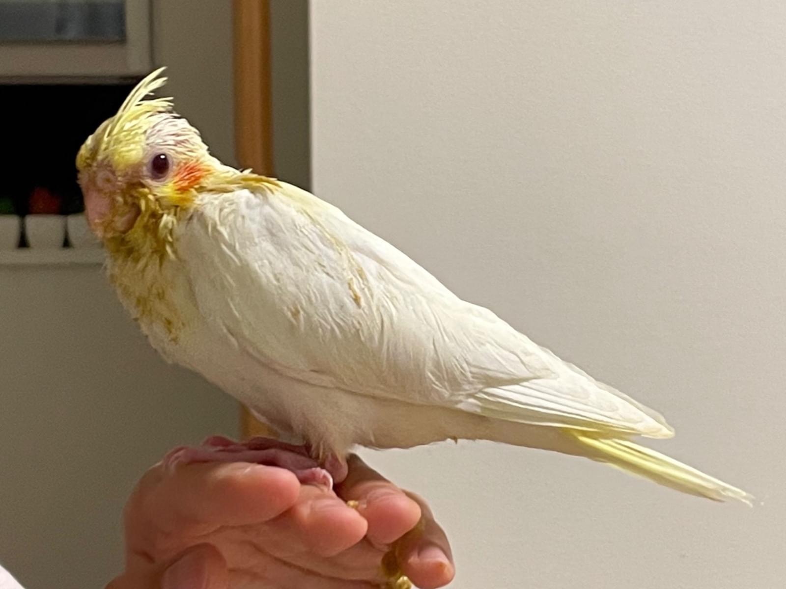 ニコちゃん ニコちゃん