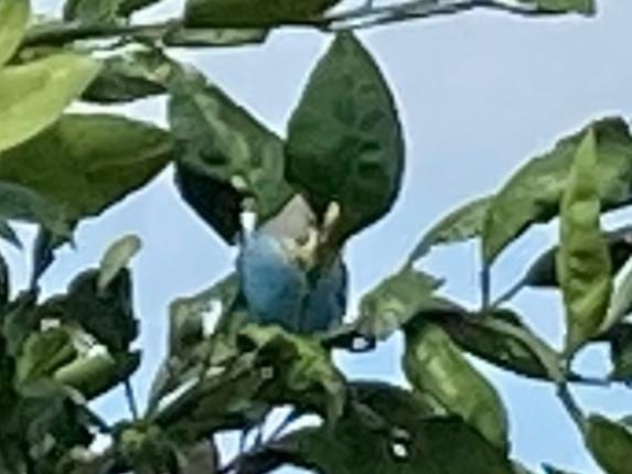 目撃された鳥 目撃された鳥