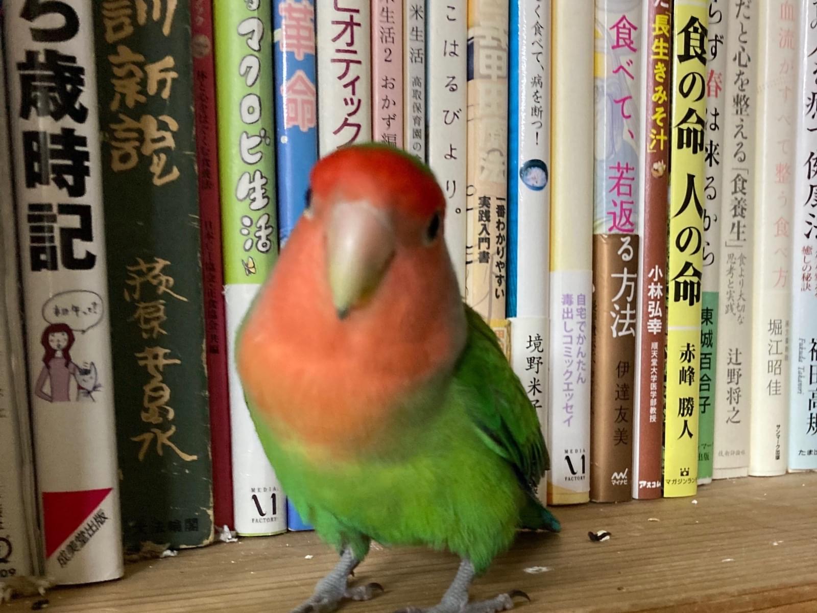 リボンちゃん リボンちゃん