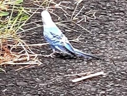 目撃された鳥 目撃された鳥