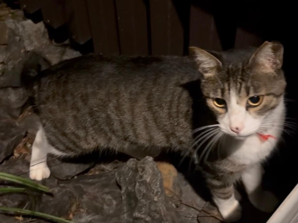 目撃された猫