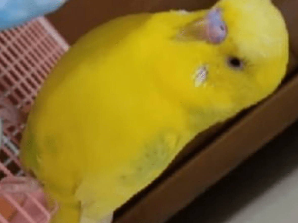 ジャンボちゃん ジャンボちゃん