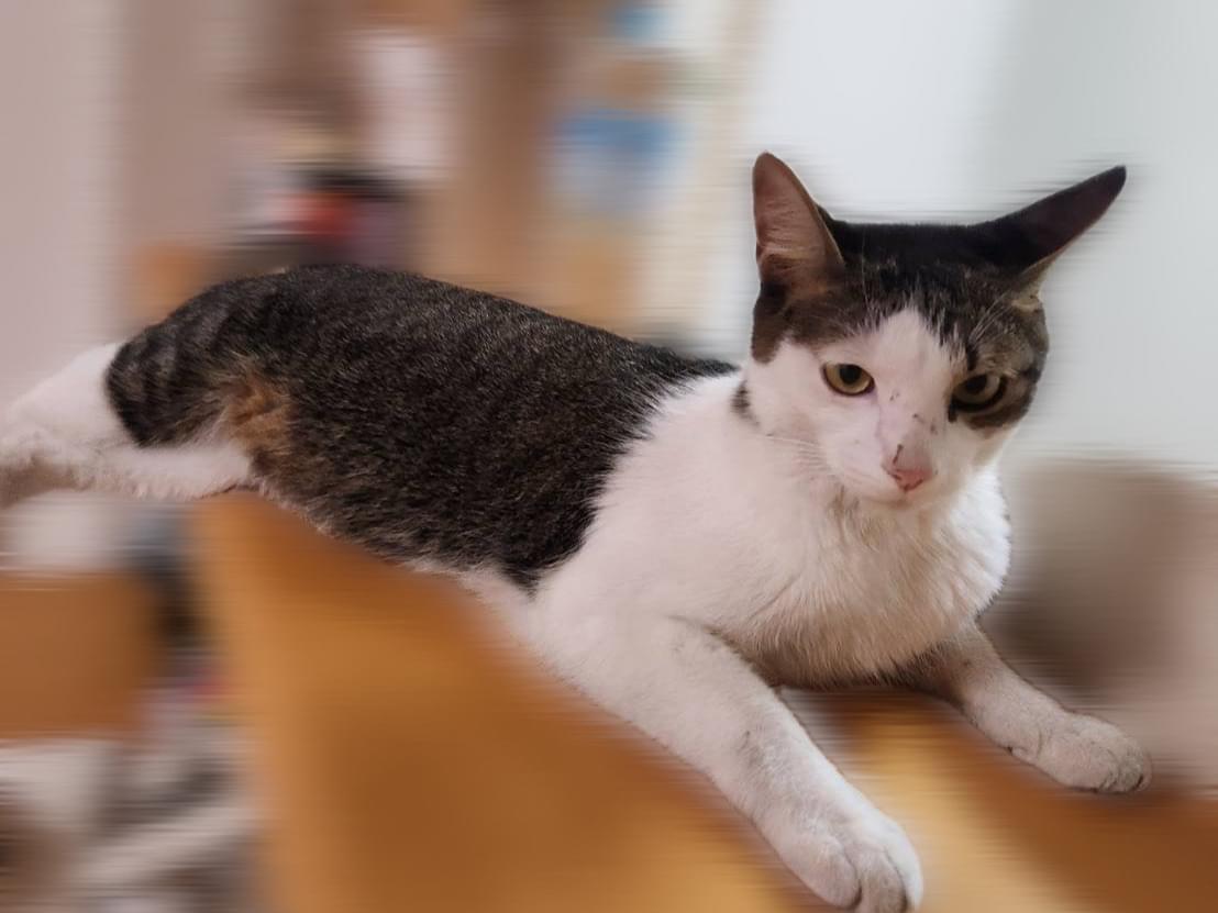 保護された猫 保護された猫