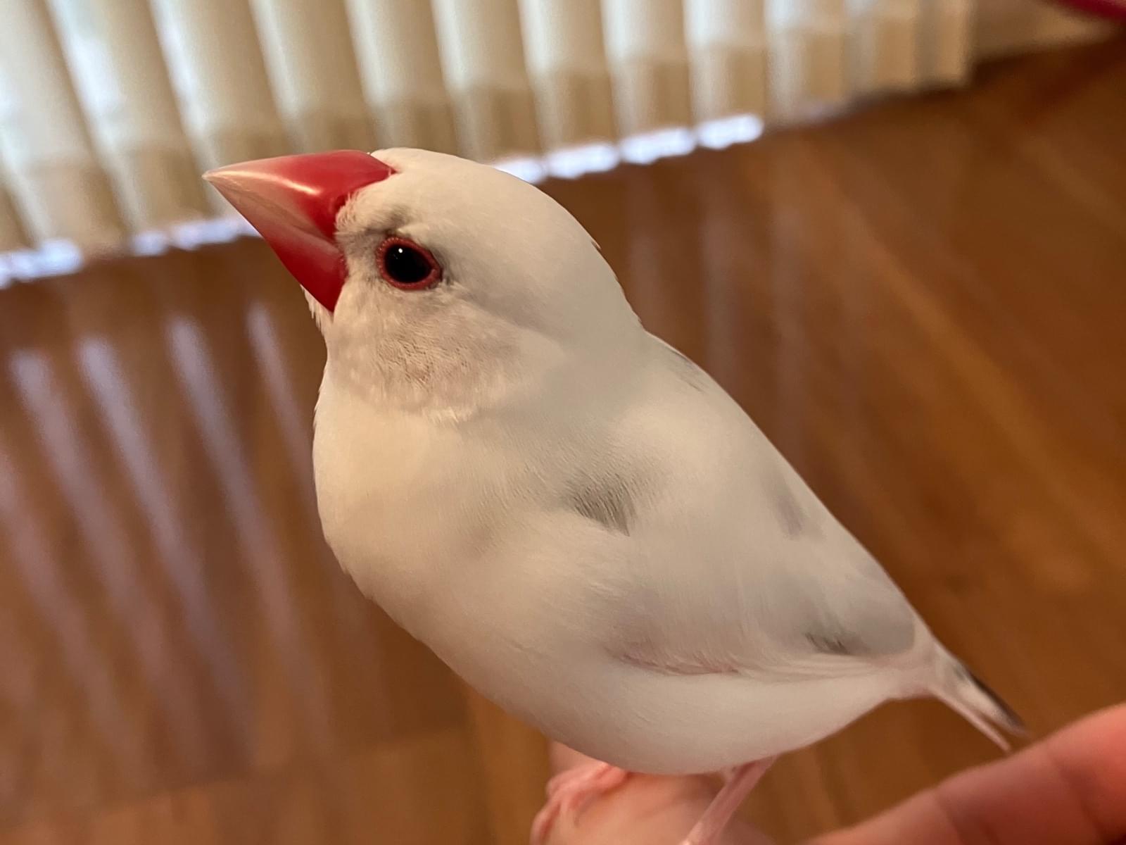 だいふくちゃん だいふくちゃん