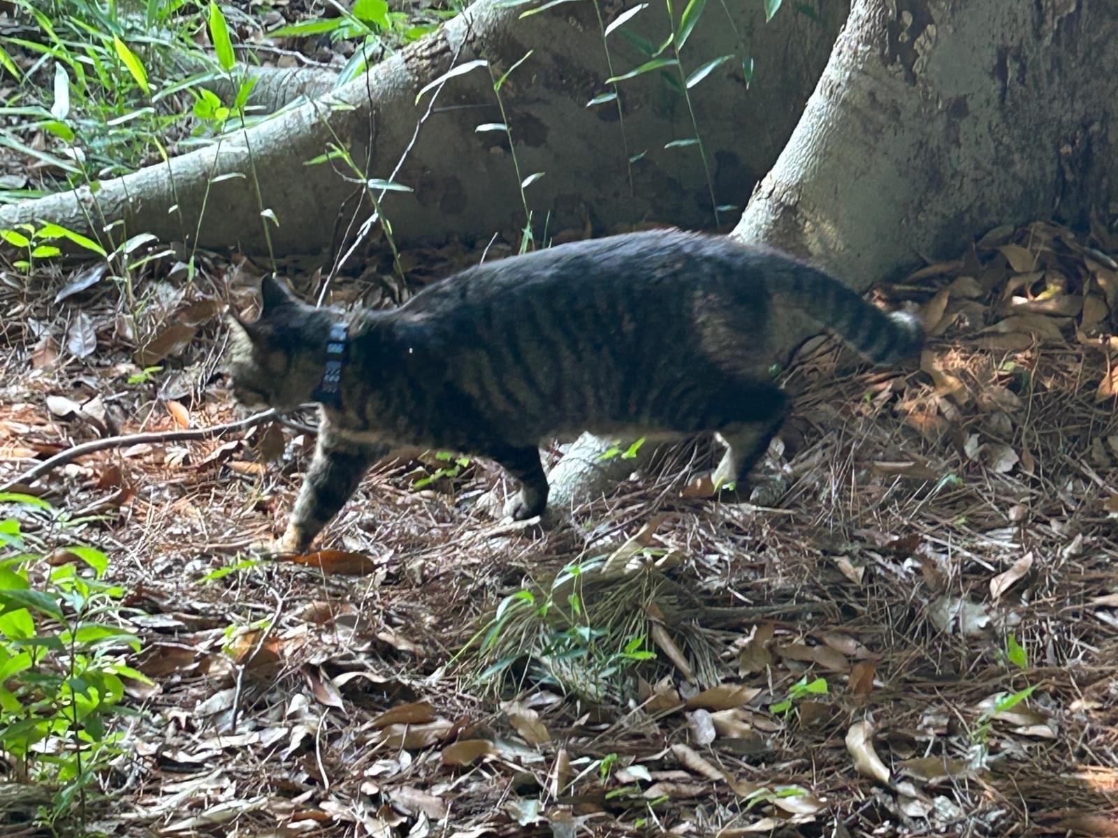 目撃された猫 目撃された猫