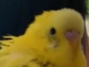 保護された鳥 保護された鳥