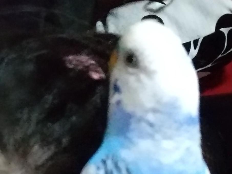 保護された鳥 保護された鳥