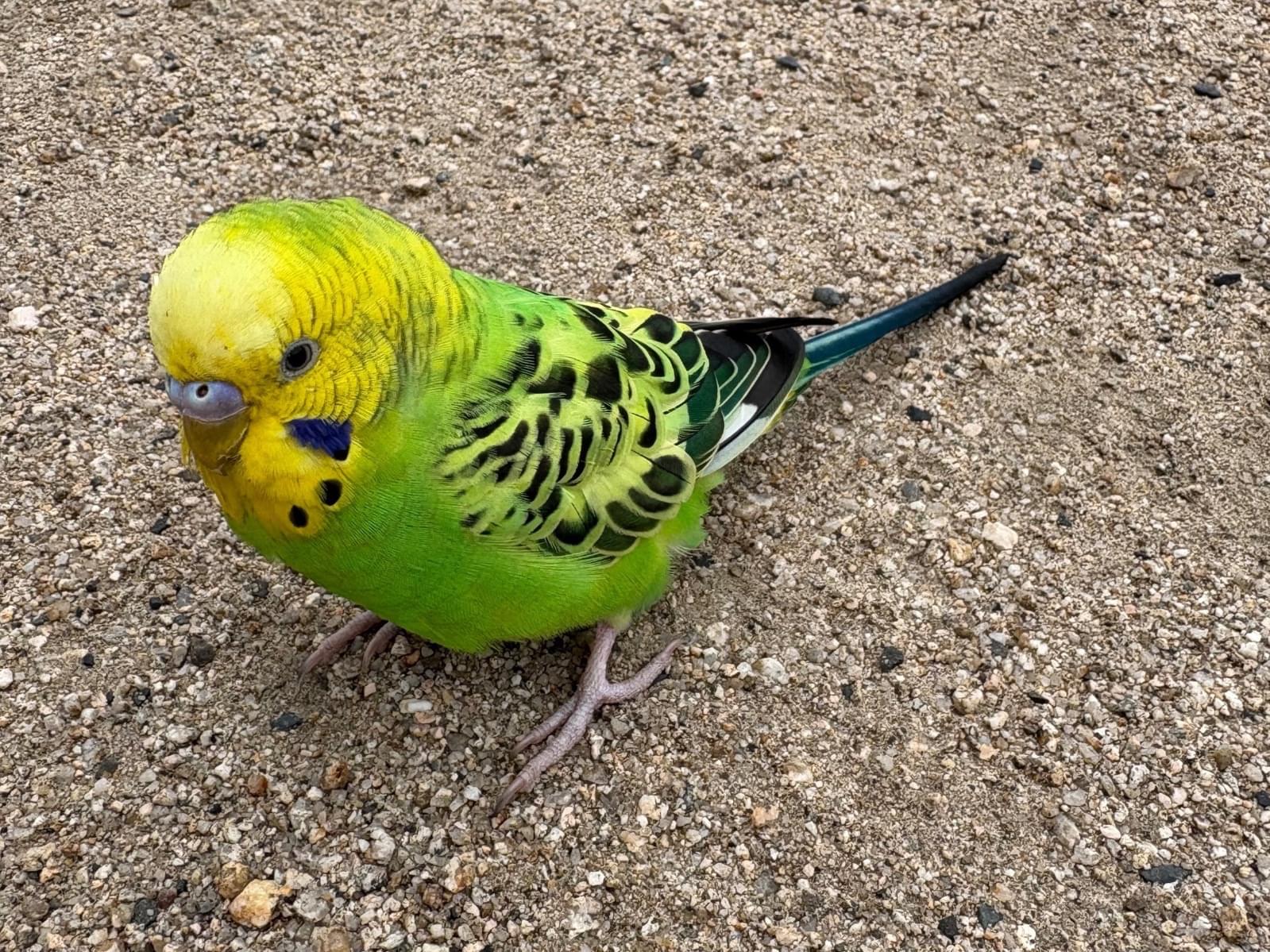 目撃された鳥 目撃された鳥