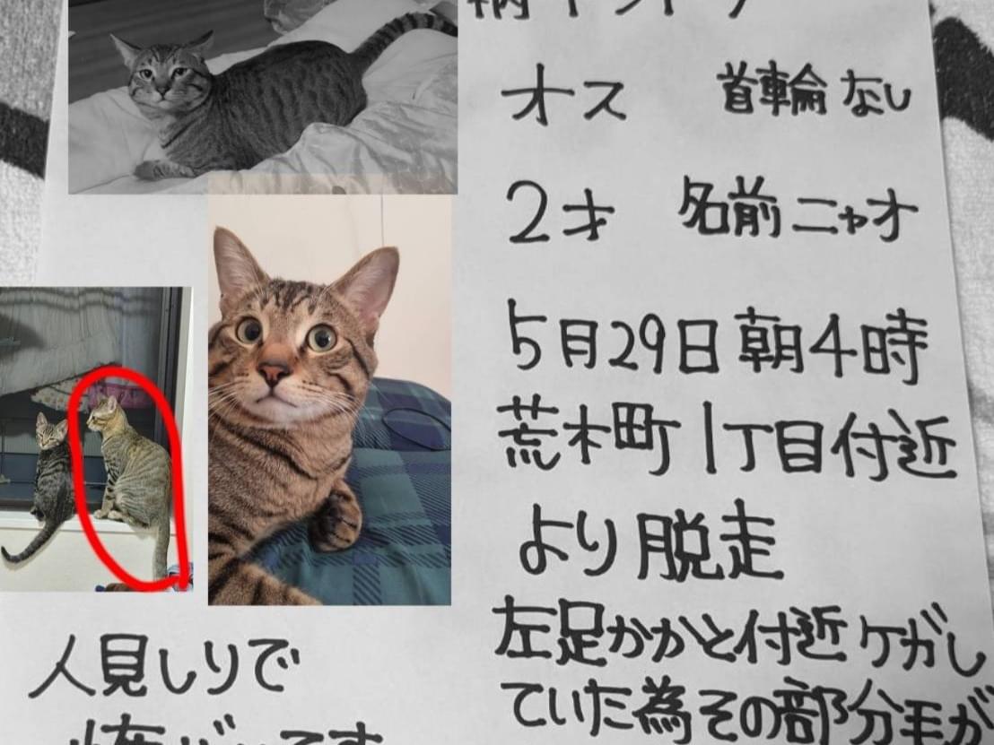ニャオちゃん ニャオちゃん