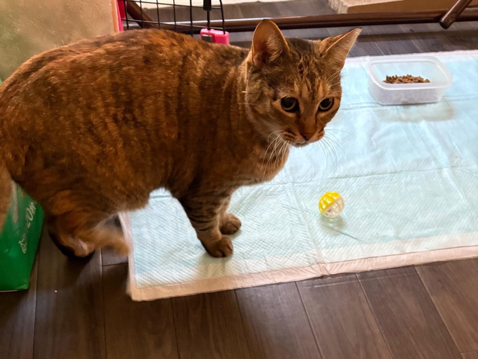 保護された猫 保護された猫