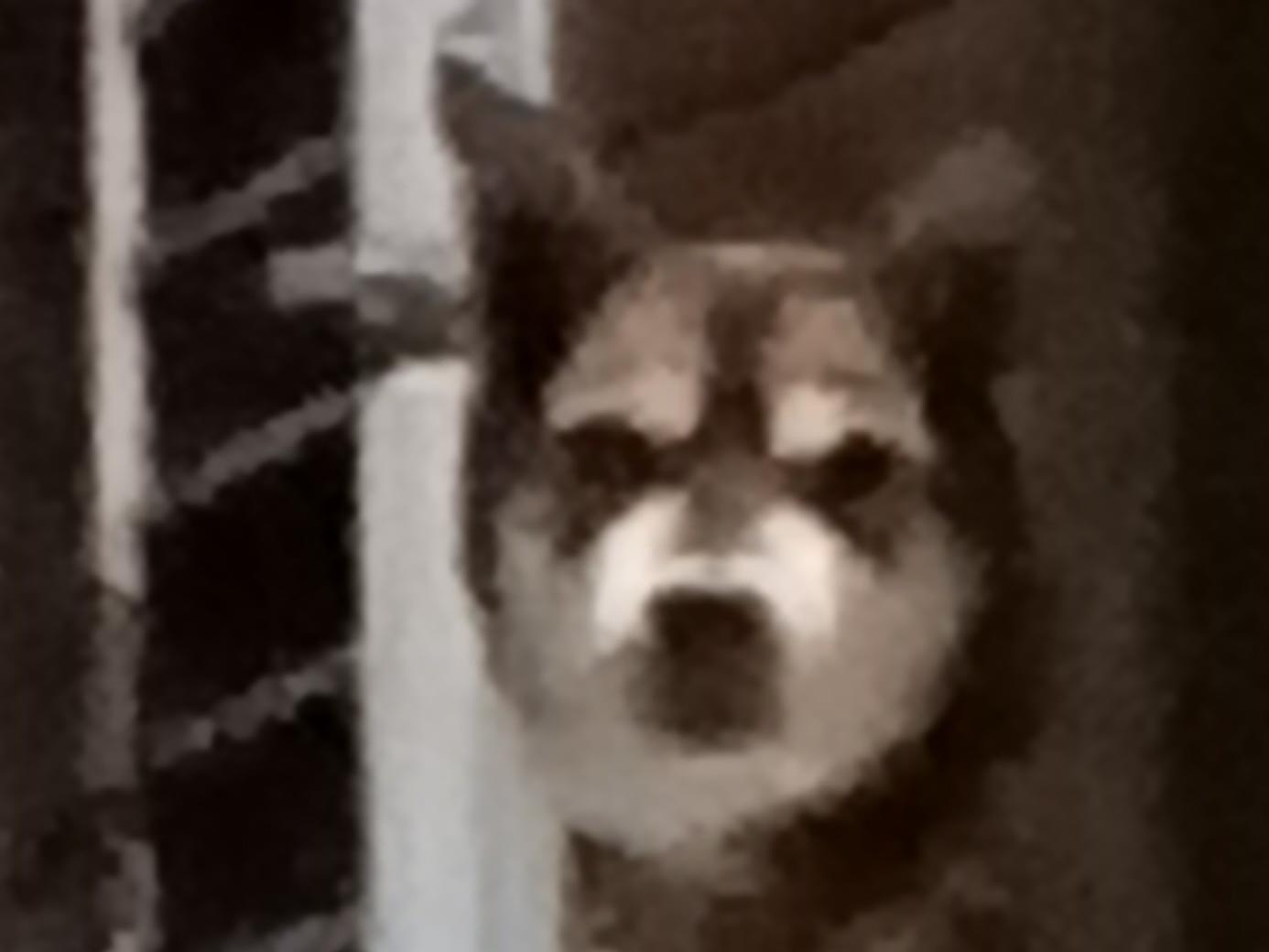 目撃された犬 目撃された犬