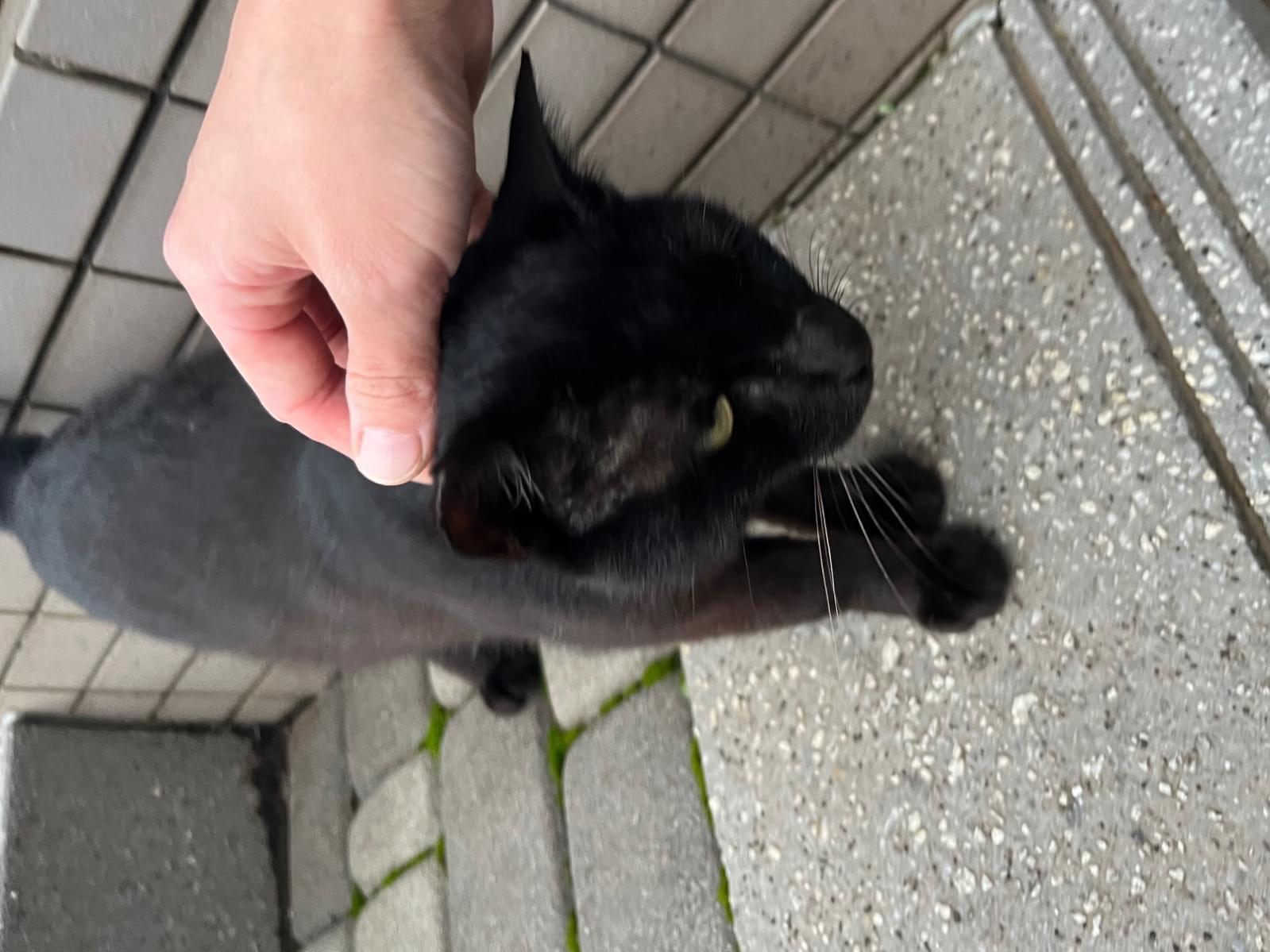 目撃された猫