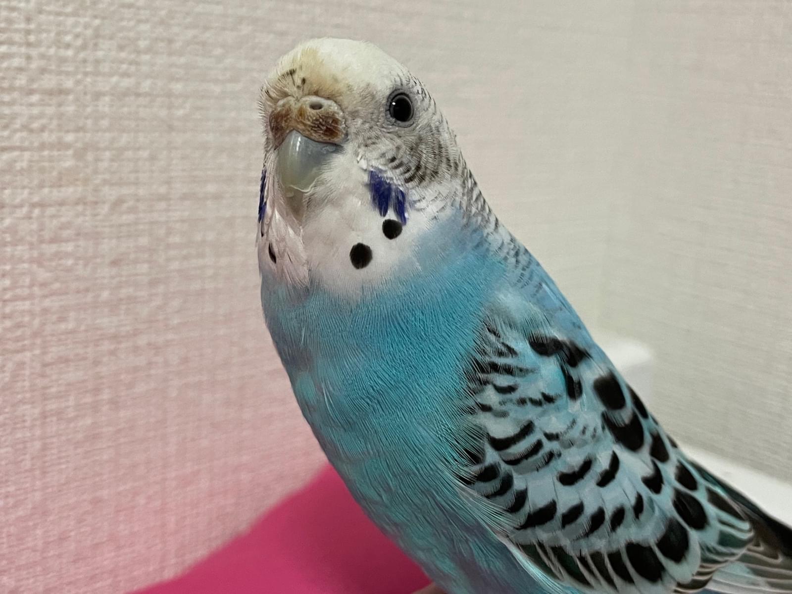 ナッツちゃん ナッツちゃん