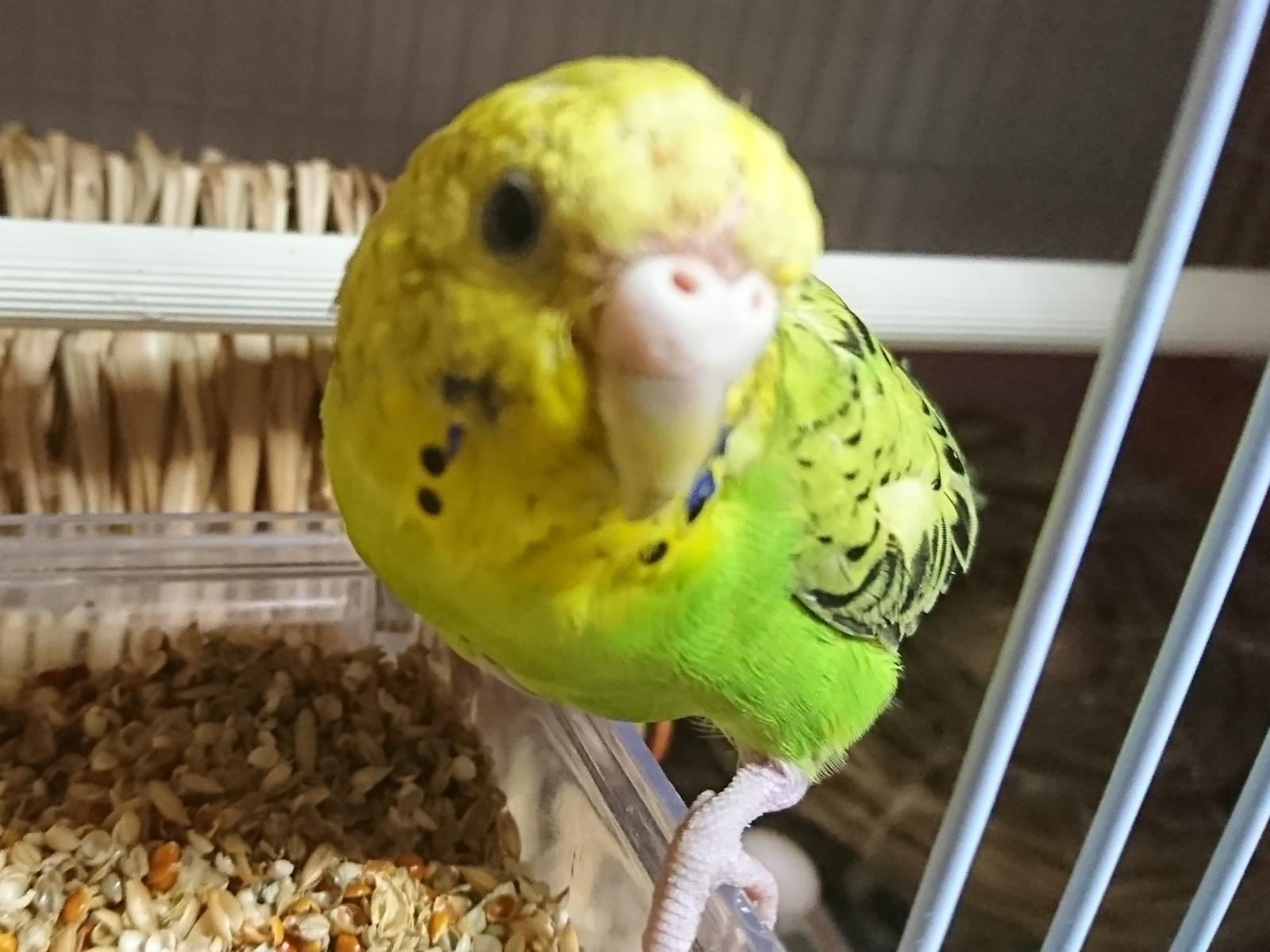 ピーちゃん ピーちゃん