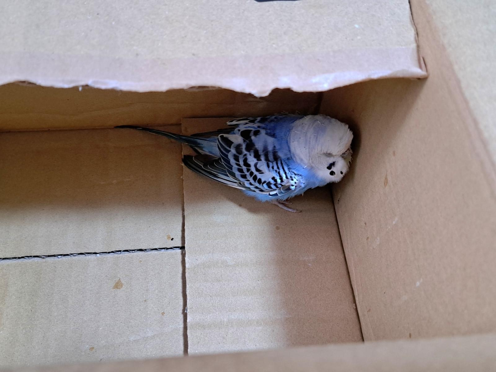 保護された鳥 保護された鳥