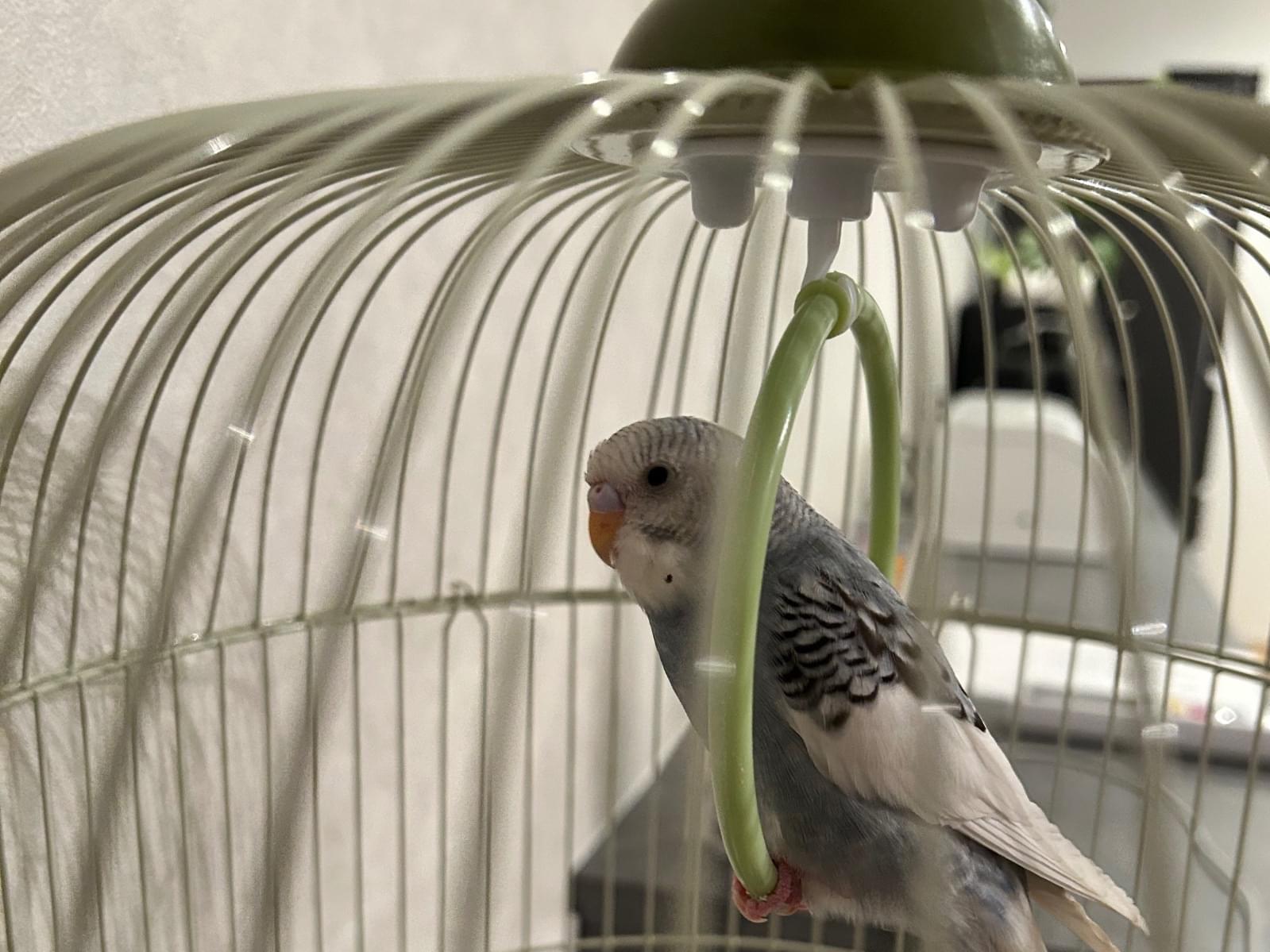 保護された鳥 保護された鳥