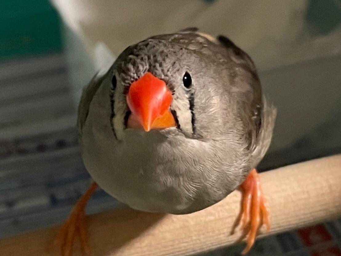ムギちゃん ムギちゃん