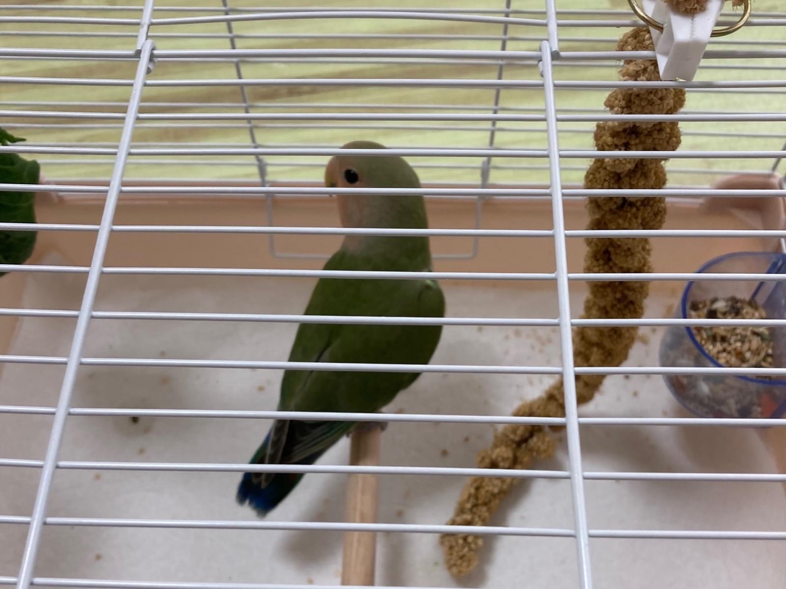 保護された鳥 保護された鳥
