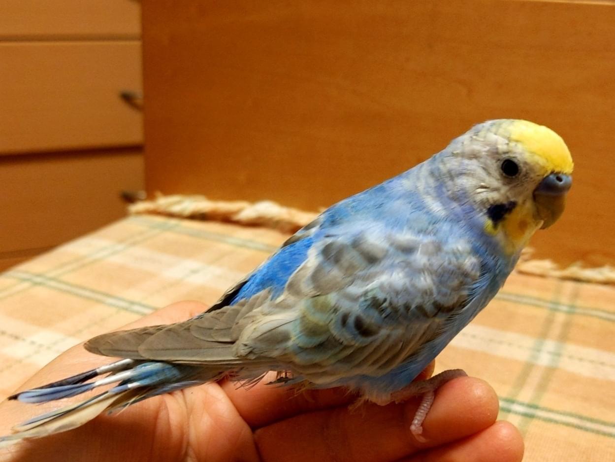 保護された鳥 保護された鳥