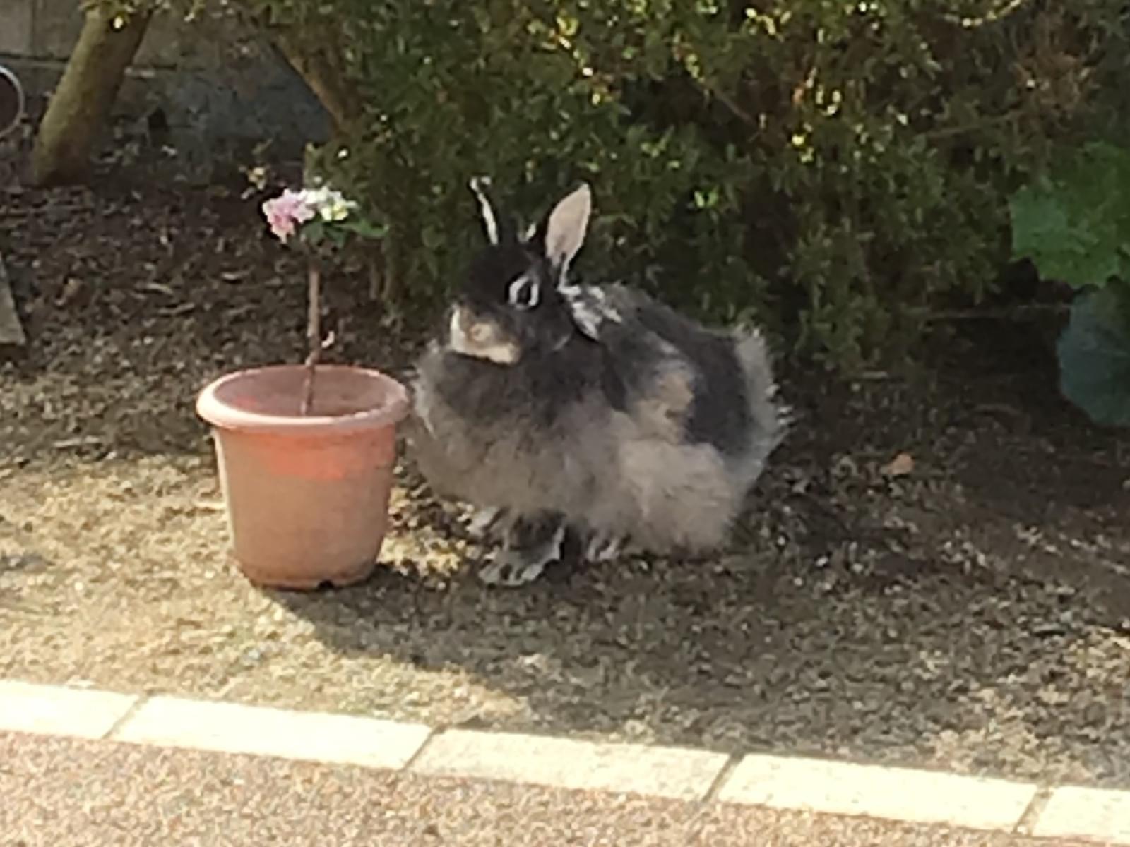 おはぎちゃん おはぎちゃん