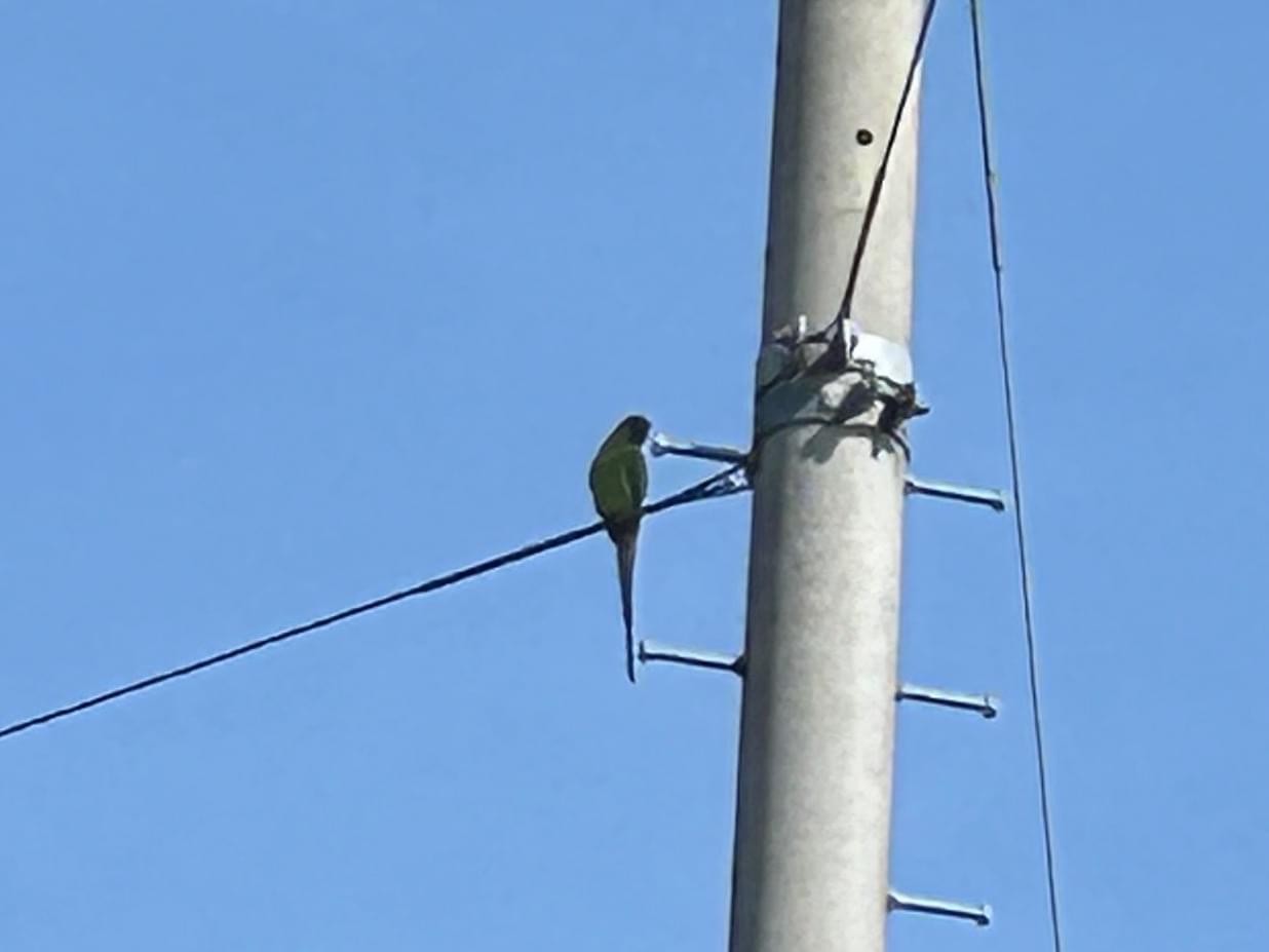 目撃された鳥 目撃された鳥