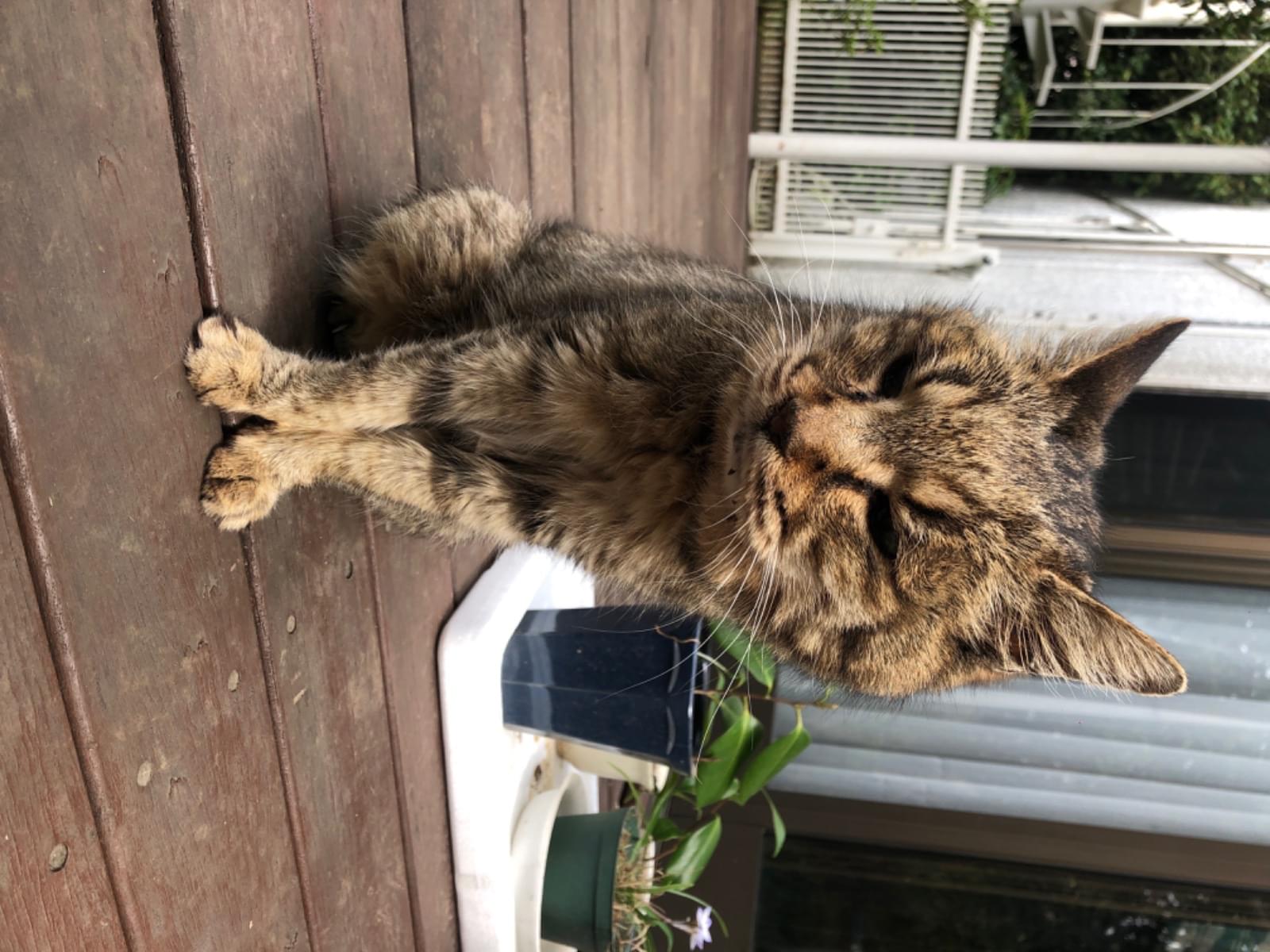 目撃された猫 目撃された猫