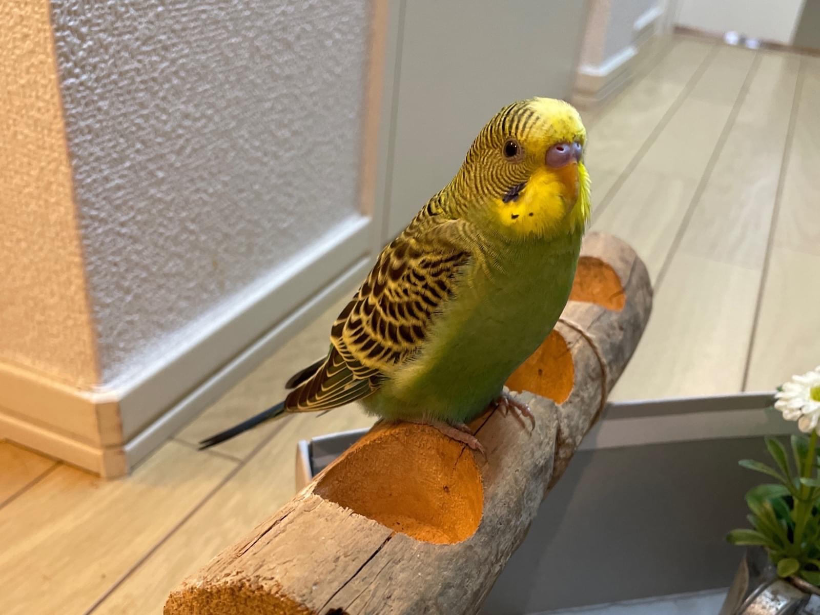 保護された鳥 保護された鳥