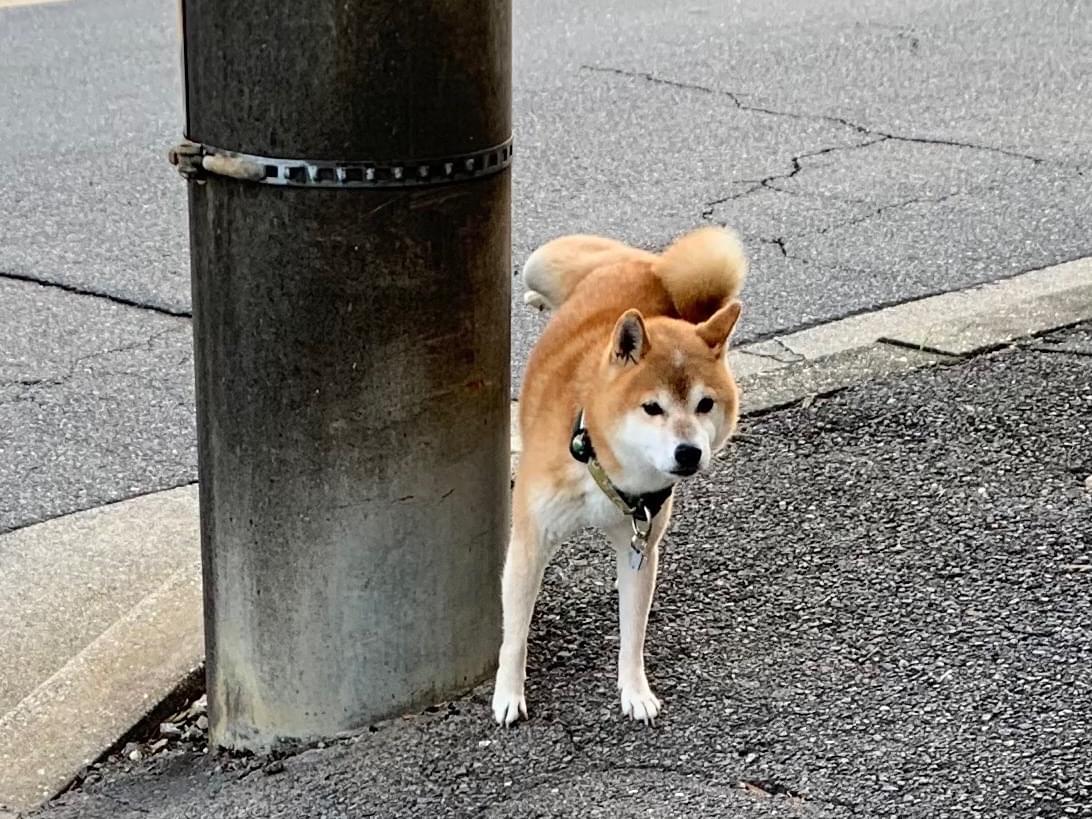 目撃された犬 目撃された犬
