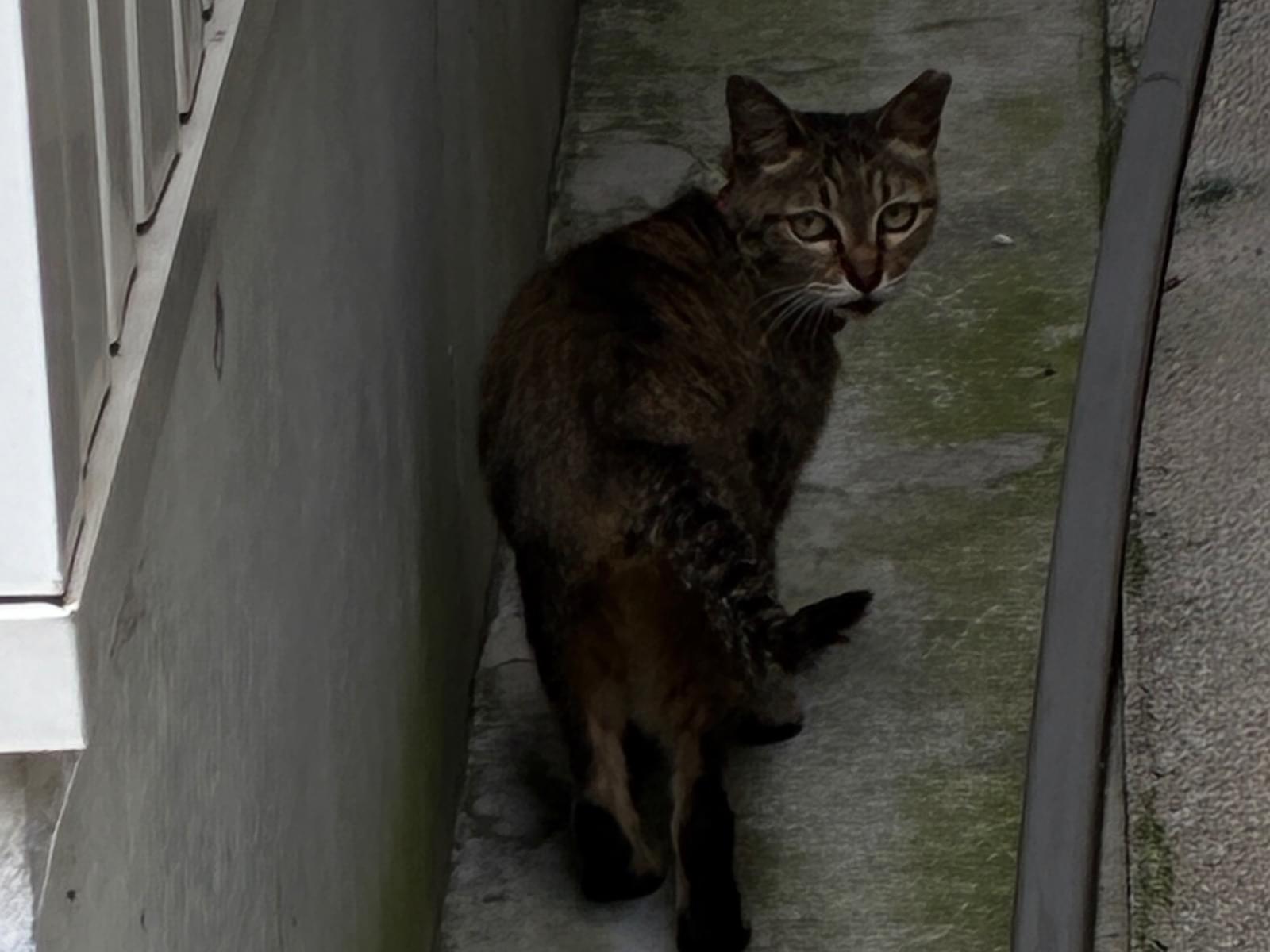 目撃された猫 目撃された猫