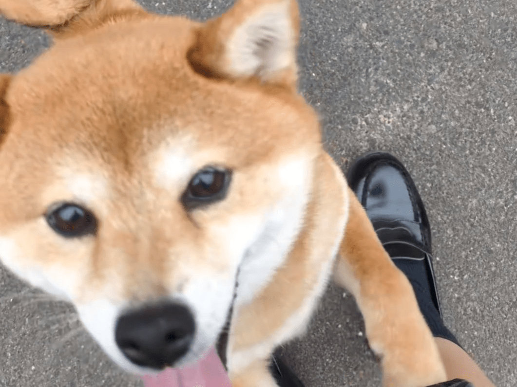 保護された犬