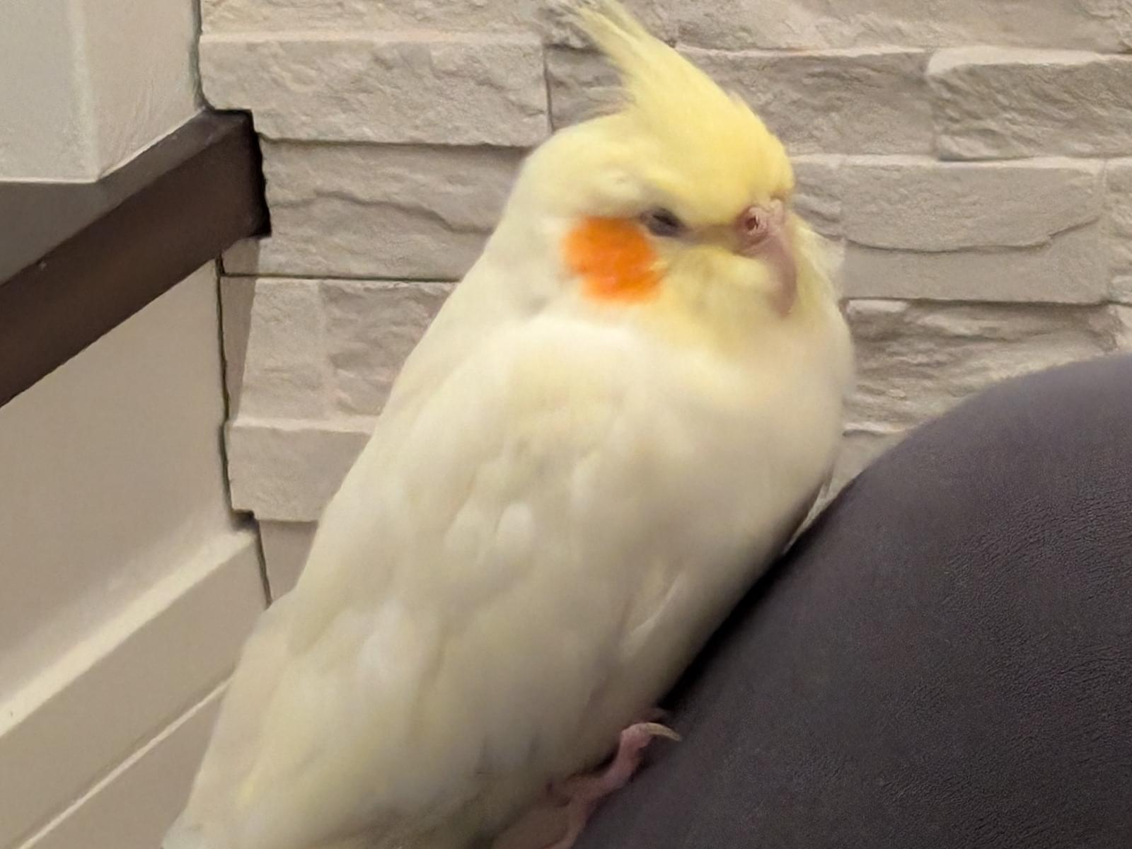 でんぶちゃん でんぶちゃん