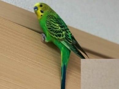 ぴっぴちゃん ぴっぴちゃん