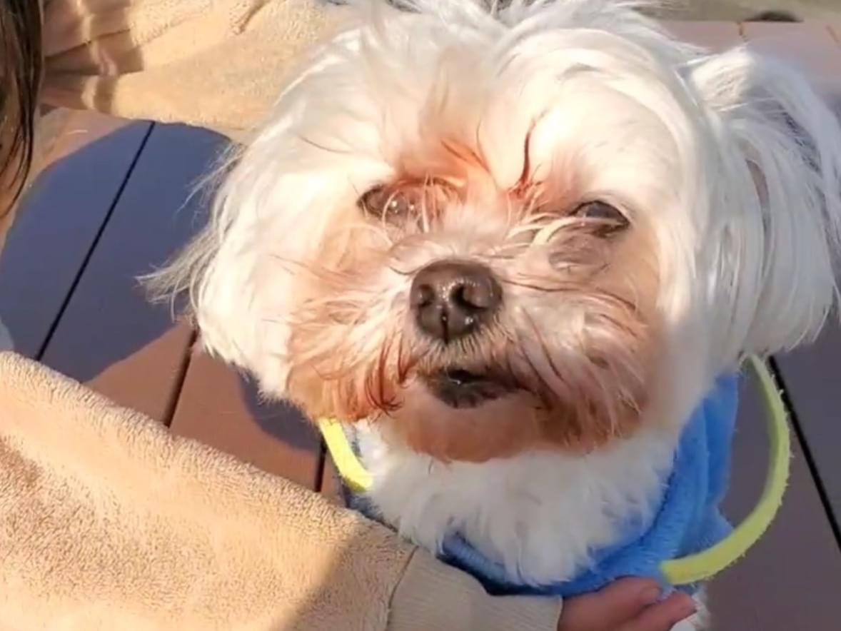 保護された犬 保護された犬